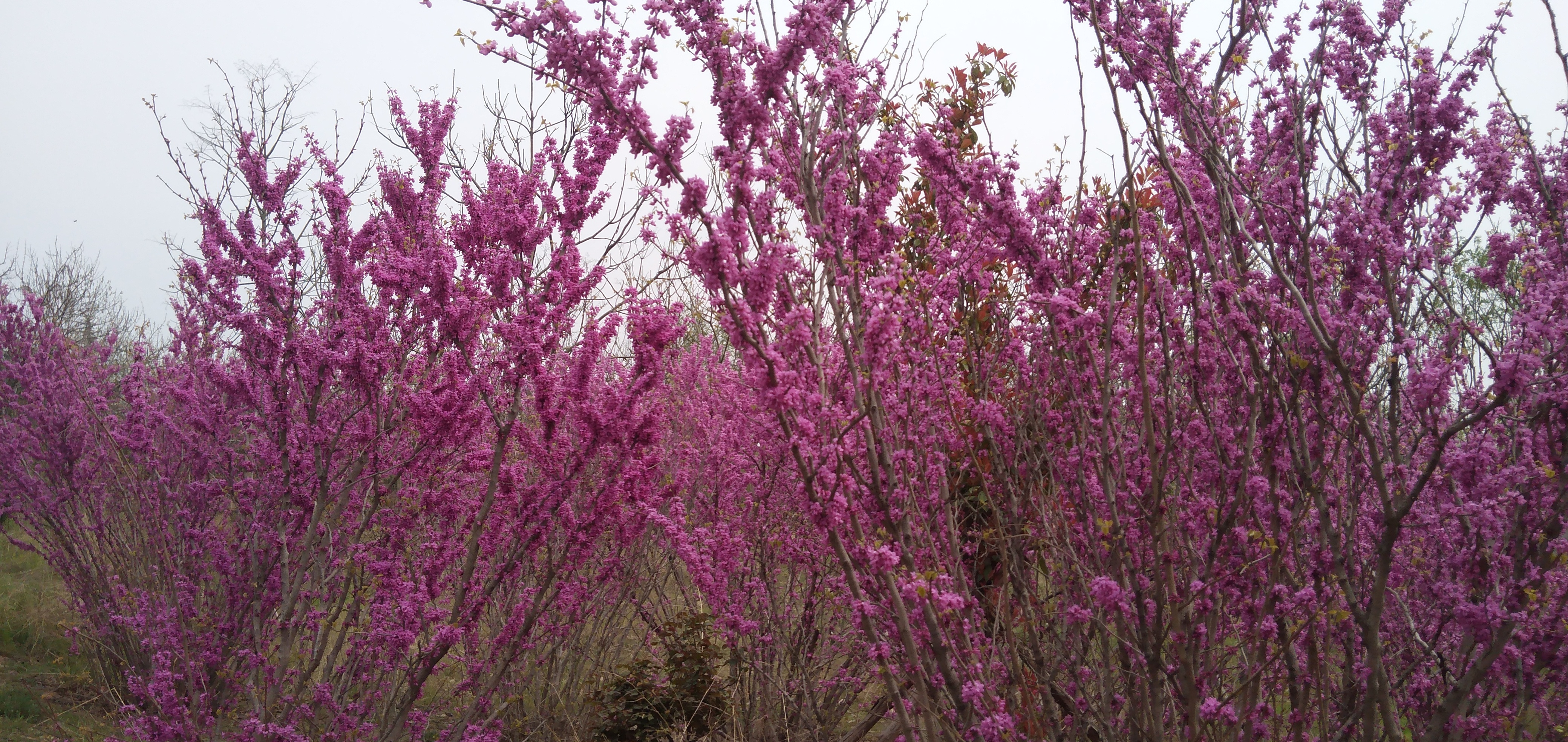 上饶|郑州花园口黄河旅游区，紫荆花开迎宾朋
