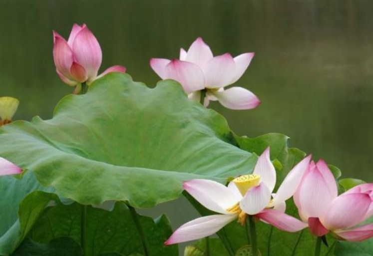 运势|9月29日 九月初四，十二生肖运势与注意事项