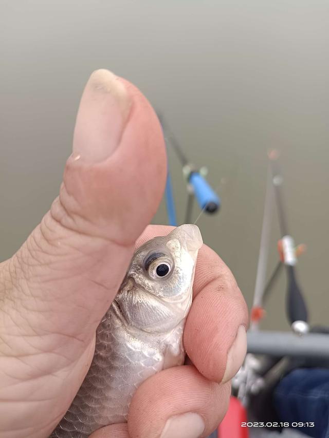 饵料|连杆停不下来,嘴都给乐歪了