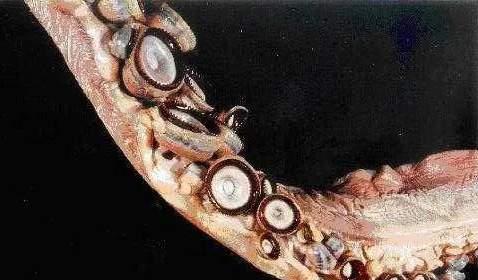 作为现存最大的齿鲸,抹香鲸为何要跟大王乌贼过不去?