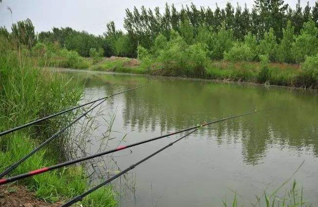 饵料|钓鱼中的水情包括哪些方面？又该怎么去应对？一次讲个明白