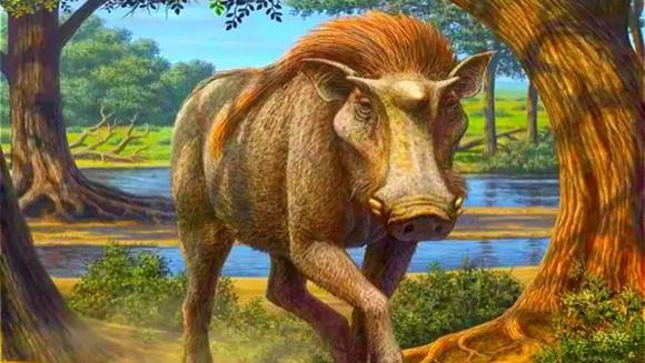 揭开猪的“身世之谜”，带你了解猪的起源，以及猪字的演化史