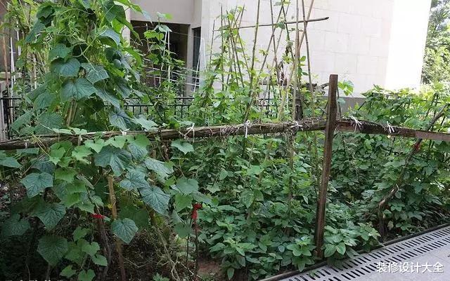 买一楼208平带院子的房子,婆婆骂我脑子进水,现在她却抢着种菜!