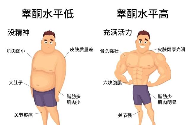 科学家发现雄绵羊长寿秘诀,或适用于人类!