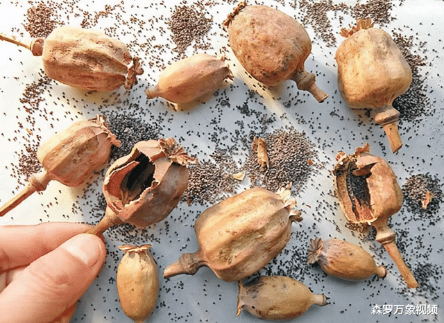 从科学角度来讲,那些添加罂粟的食物会让人上瘾吗?