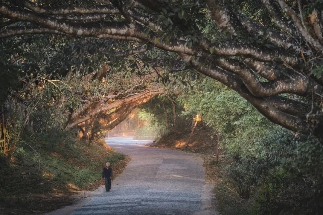 云南|最多336元！云南两大旅游胜地火车直达，这趟列车每一站都绝美