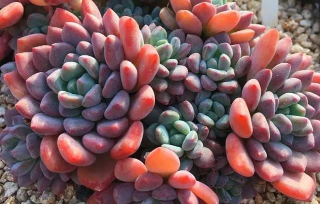 多肉娜娅小精灵——掌控多种颜色的“精灵”,它又叫原始花乃井