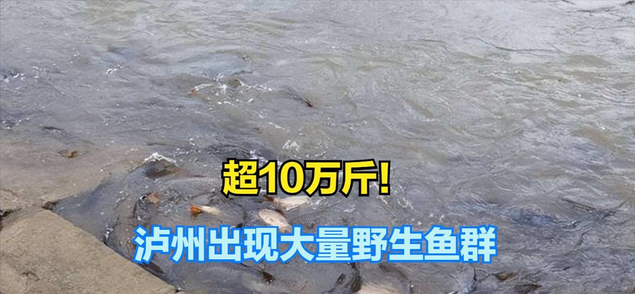 超10万斤!长江泸州段现大量鱼群,水都“染黑”了 到底好不好?