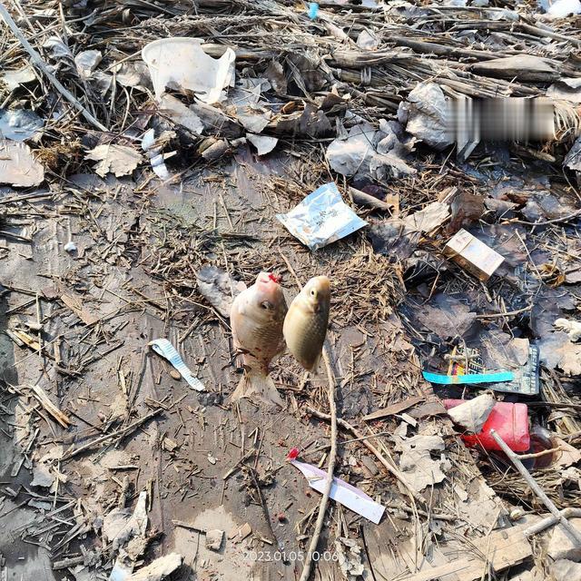 钓鱼|打窝之后麦穗闹,摘漂盲钓鲫鱼到。