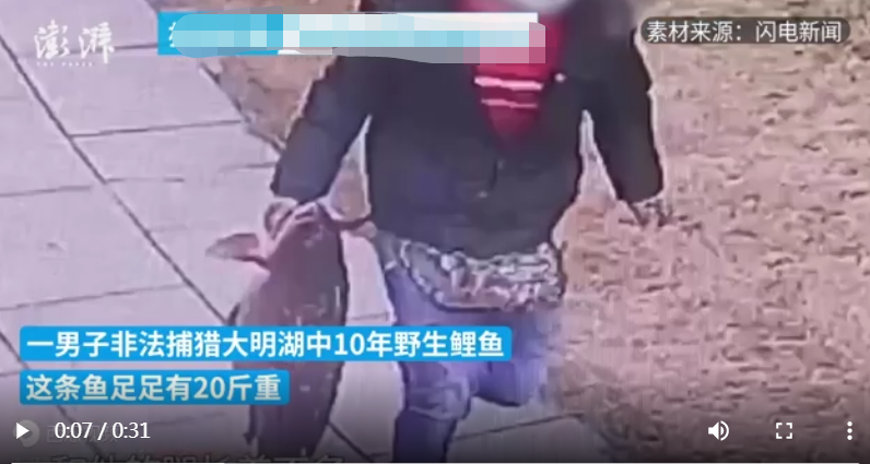 大明湖|一男子捕捞一条30斤大明湖鲤鱼被拘13天, \事业编\的鱼你也敢捞?