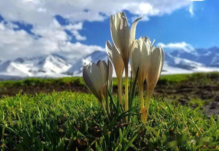 草原|不到新疆不知道中国之大，不到伊犁不知道新疆之美