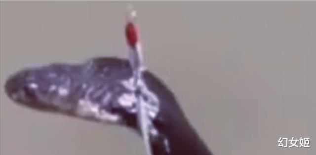 眼镜王蛇|广东一男子火了，鱼没钓到却意外挂了条眼镜王蛇，网友：炖母鸡汤