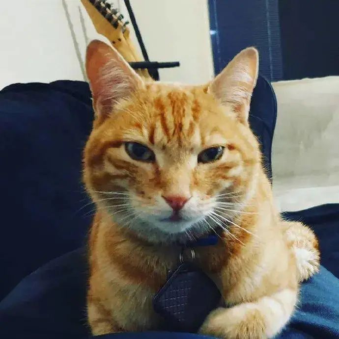 有猫天天陪着睡觉，但男子表示：这不是我的猫！