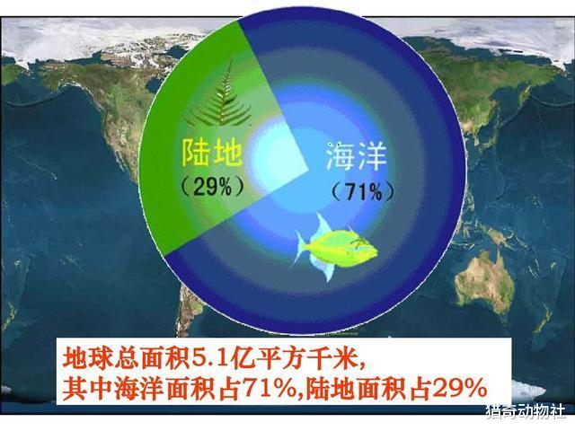 为何哺乳动物和鸟类多样性不如鱼类、昆虫?
