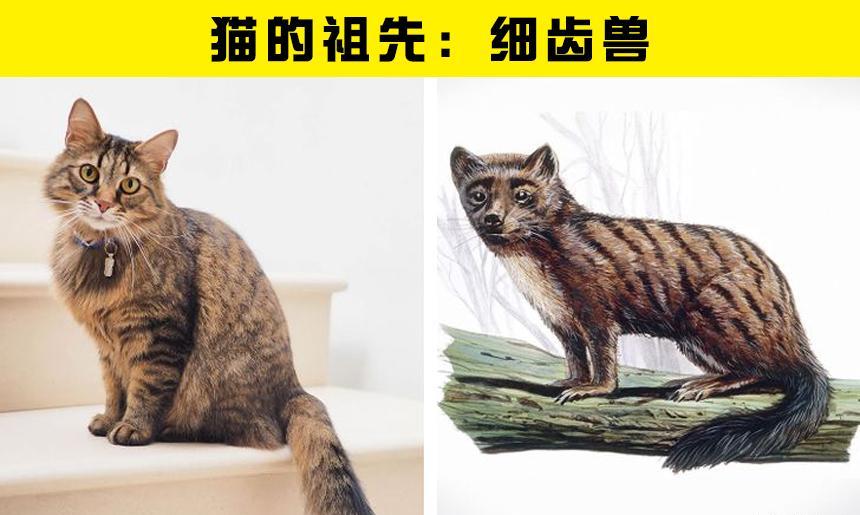 7种现代动物与史前祖先的大对比