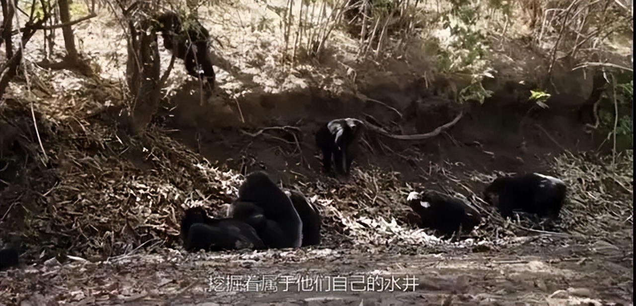 东非黑猩猩进入石器时代?会挖井取水,洗衣服,这是要进化成人类