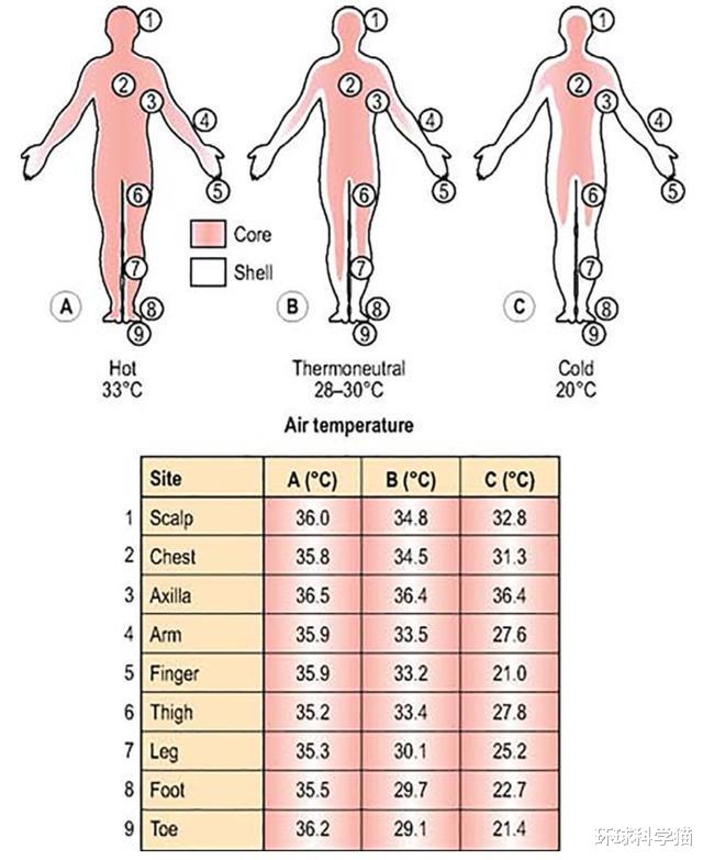 人类在“凉凉”了!体温不再是37度,是因为生活水平太好了?