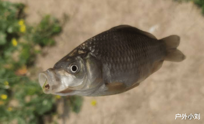 饵料|总结野钓的3大技巧,掌握了不空军