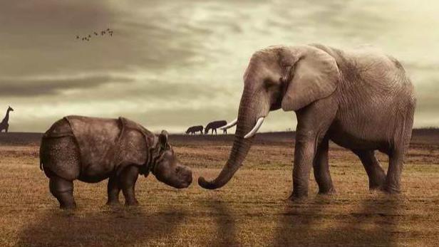 在自然界中，大象为什么会强奸犀牛？