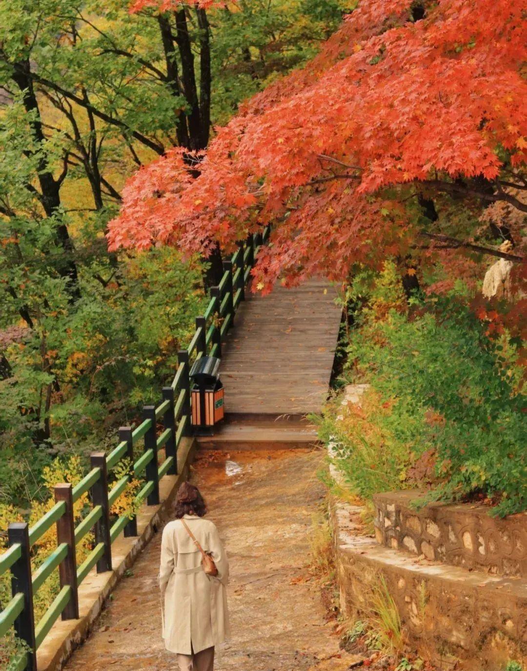 本溪|挖到秋色绝美东北小城,枫叶秒杀京都,还有复古火车和温泉