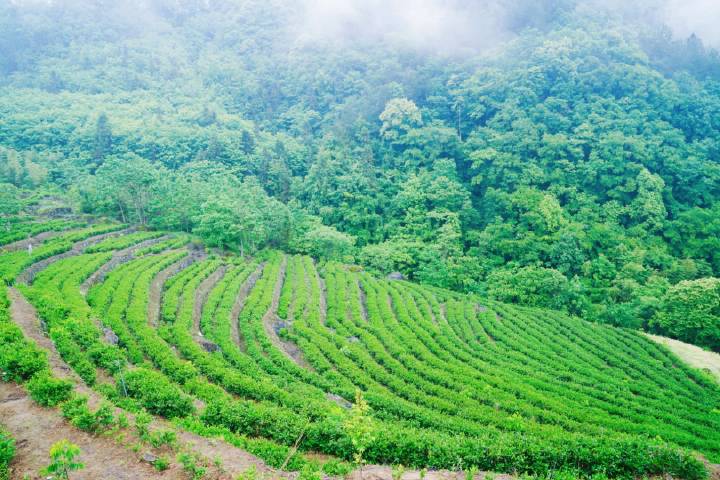 红色旅游|看巴山茶园美景见证美丽乡村及茶旅融合产业链