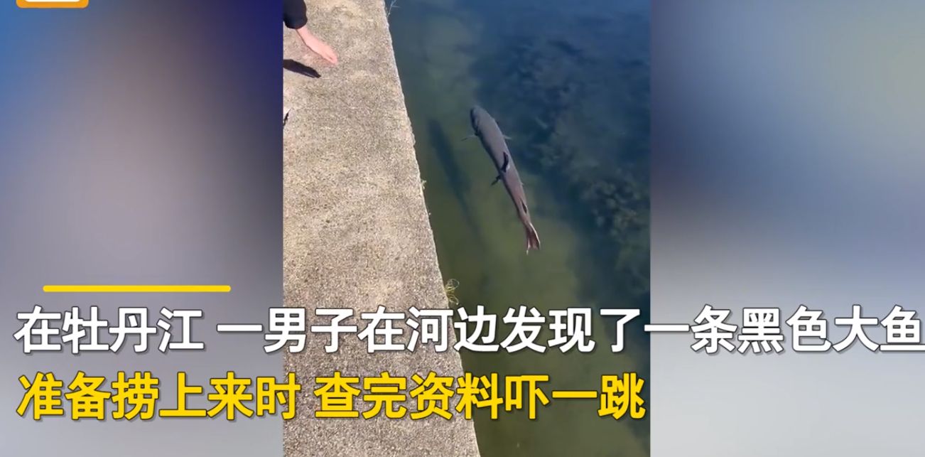 河边意外发现黑色大鱼,本想捞回去做大餐,查资料后惊掉下巴