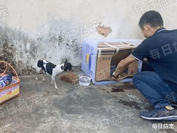 给力!狗狗独自被关天台,雨中不断嚎叫求救,男子冒雨爬梯搭救