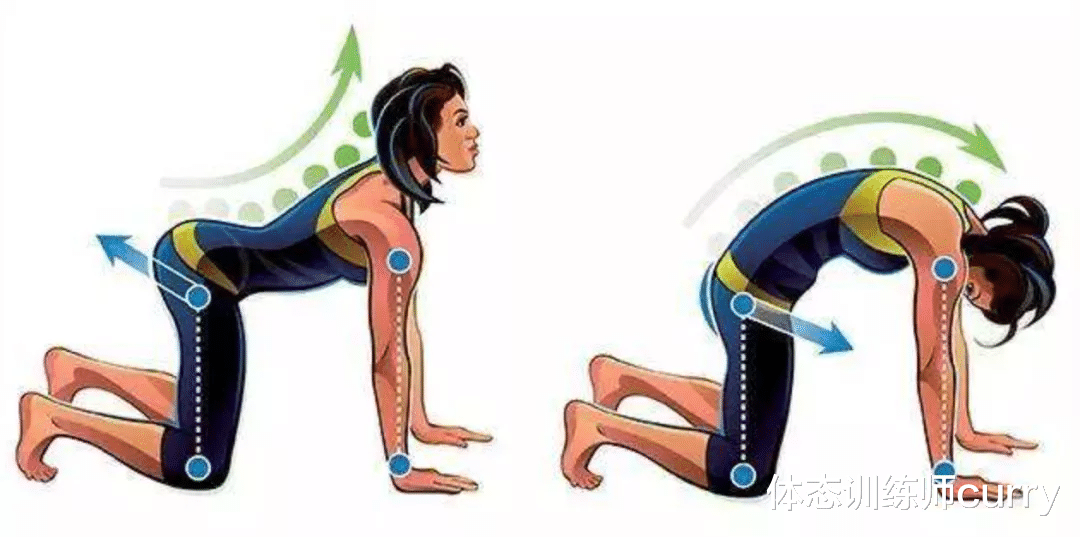 运动|润滑脊椎关节的重要动作
