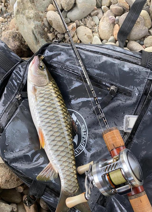 云浮|军鱼泛滥？云浮钓友钓了十几条后全部放生，网友：可惜了，150一斤