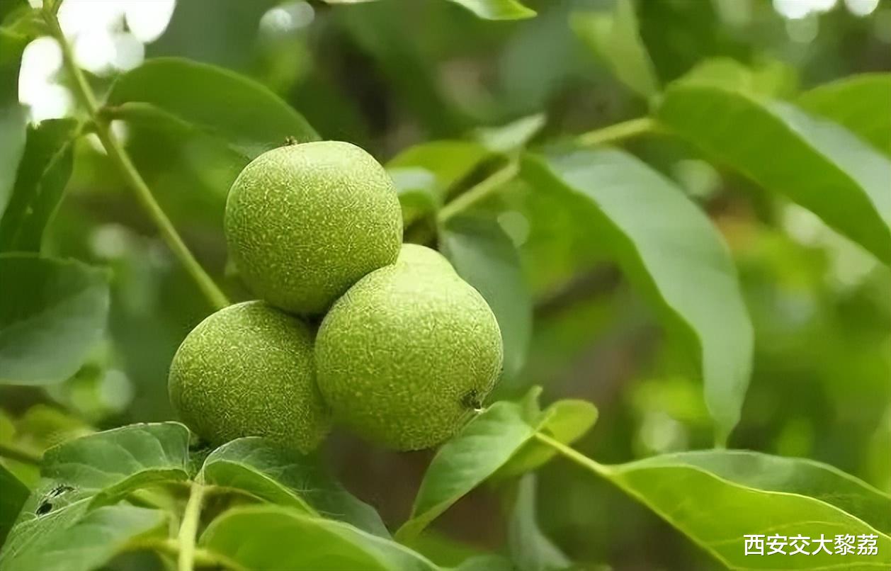 中药|像核桃一样的人