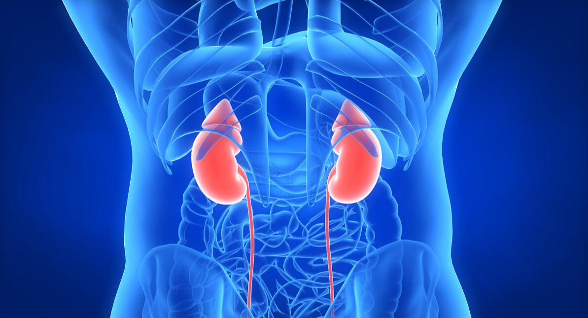 师父|三味“补阳”草药，当“零嘴”吃，提升体内阳气，做生猛小老虎