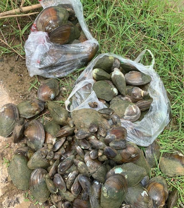 |河蚌也算河鲜？湖南钓鱼人河边捡了几十斤，网友：送我也不吃
