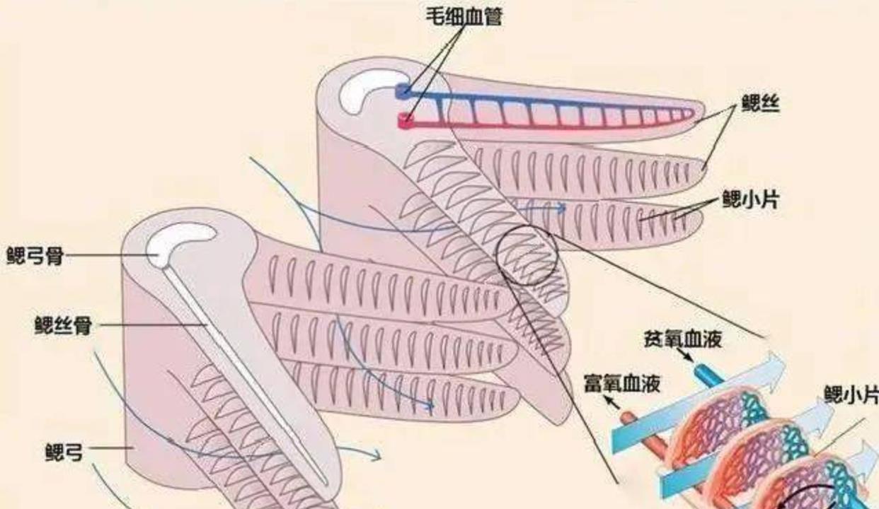 刚挖的水池时间久了,为何就会长出鱼?或与生命起源有直接关系