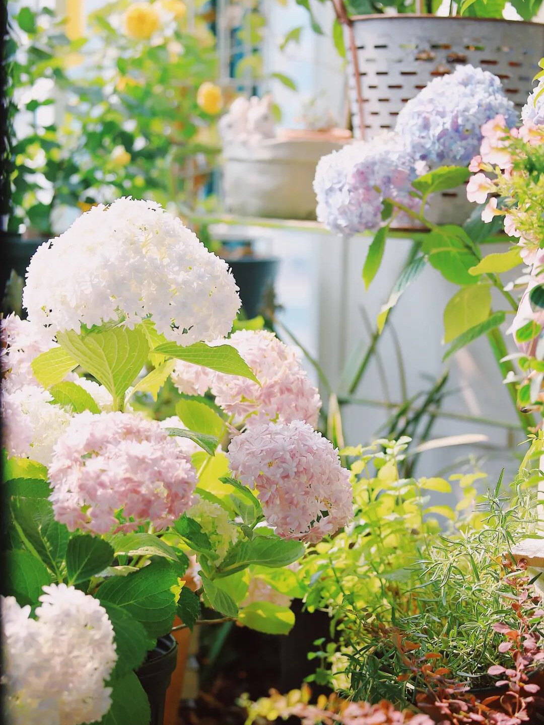 阳台造园：教你在有限的空间内，打造出错落有致的精致小花园