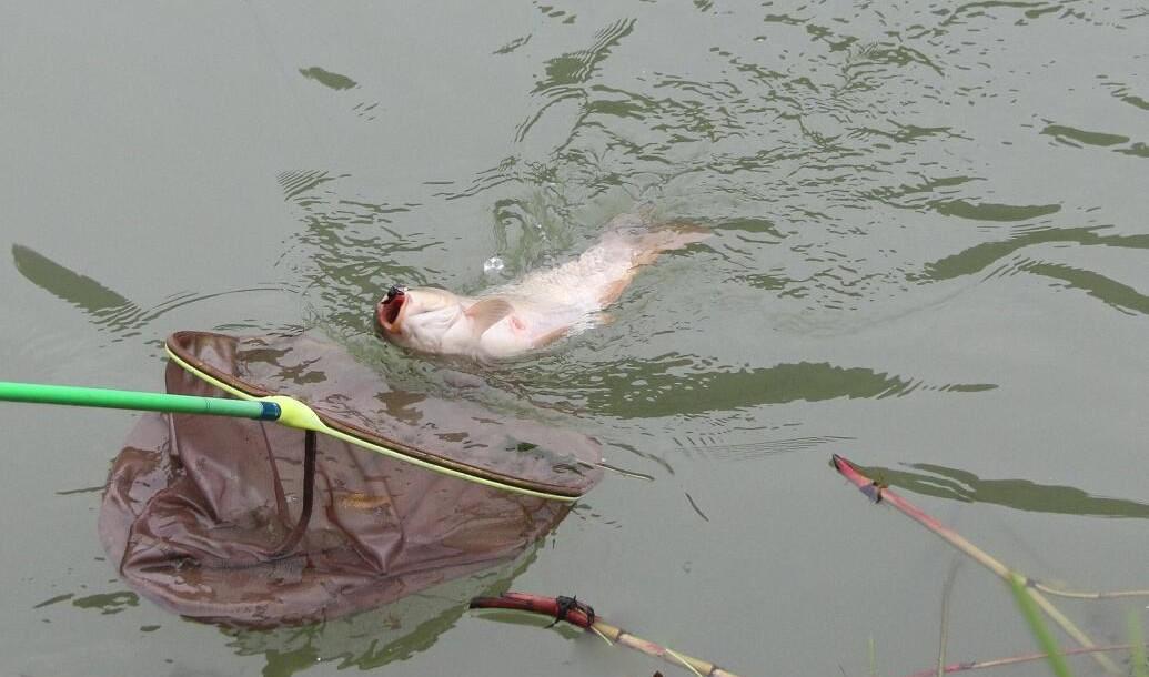 |钓鱼时浮漂动作明显,为何会空竿?高手讲解其中原因