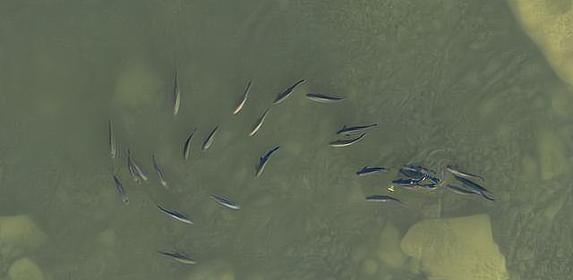 |男子穿着防护服钓鱼，把旁边的钓友整蒙圈了，网友：鱼张嘴去找他