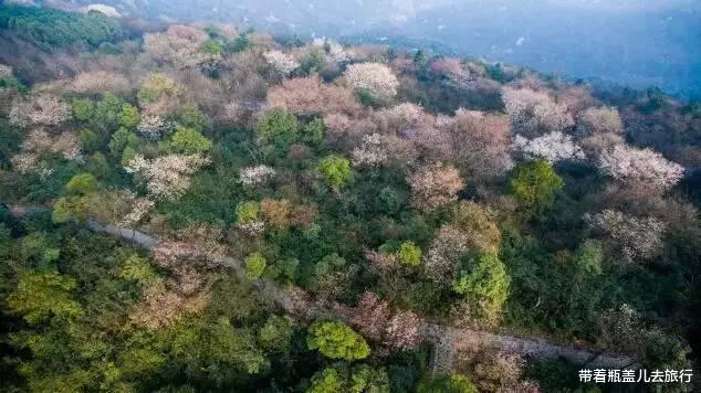 露营|重庆这个小众景点，露营赏花的好去处；500多岁的野樱花王见过吗