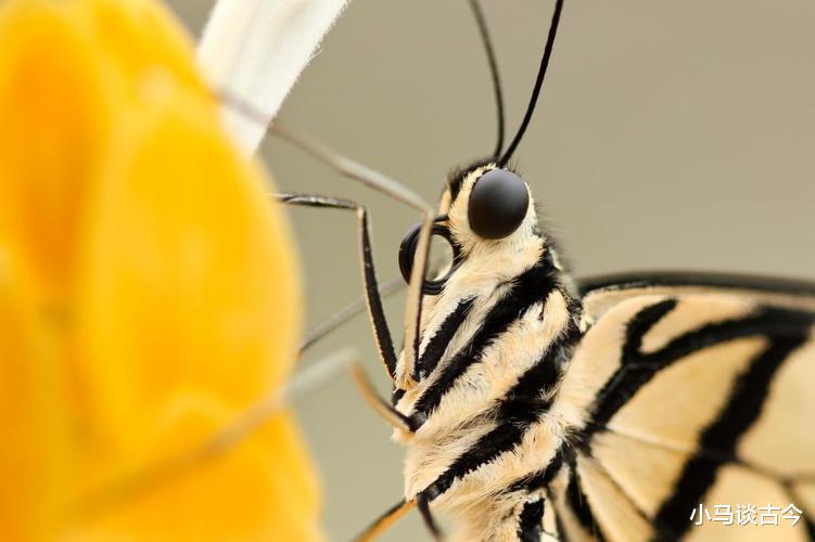 世界上眼睛最多的生物是什么?