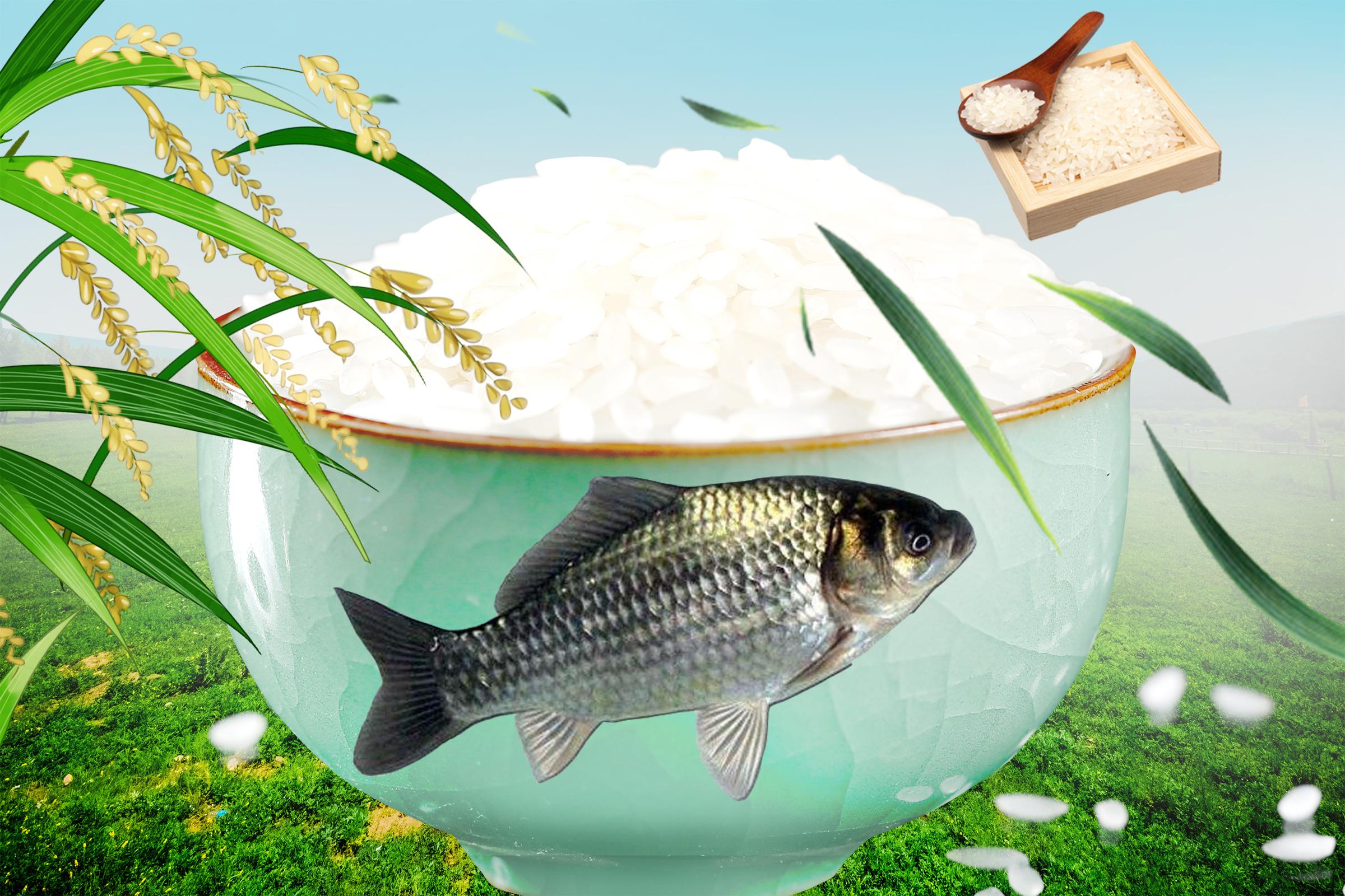 退休|哪种鱼饵最好用？怎样选择鱼饵？选择鱼饵的四个主要技巧