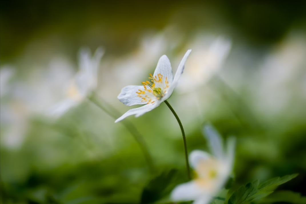 生肖|9月，桃花运来，节节高升，出现转机，3生肖月老牵线，缱绻难忘