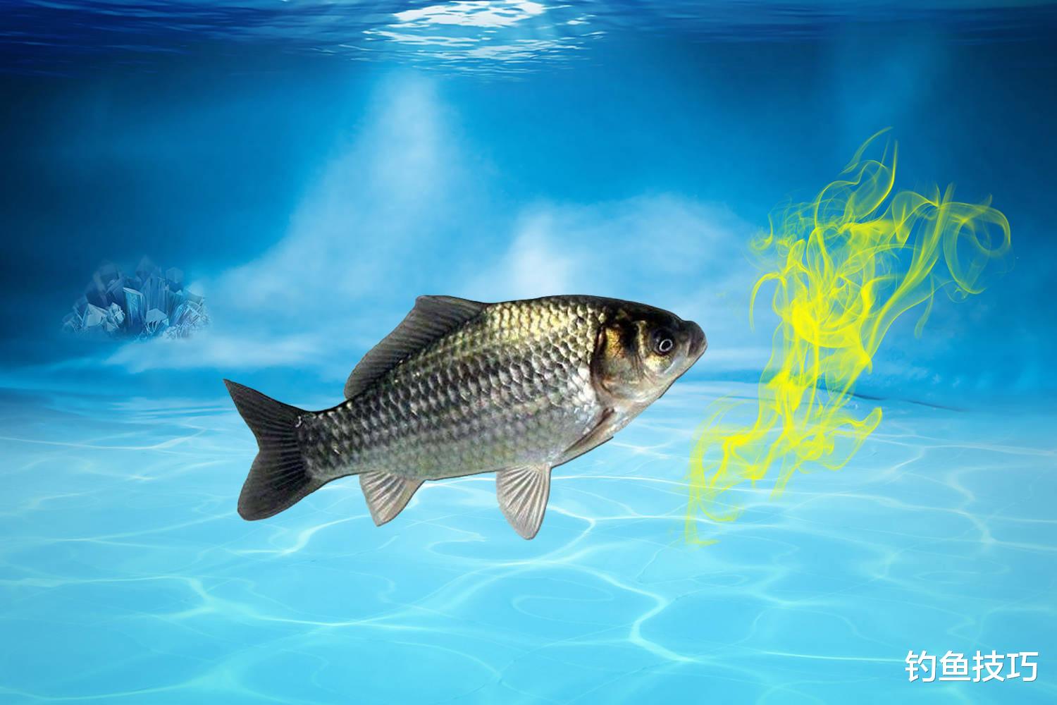 |鱼饵使用的核心是随机应变,导致鱼饵效果发生变化的4大因素