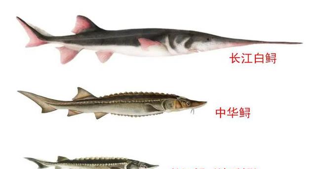 消失了20年的长江鲟在湖北被发现,为何野外灭绝的鱼会“复活”?
