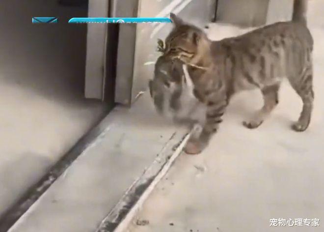 狸花猫回家大摇大摆,网友凑近看清后愣住了:这是叼了个啥啊?