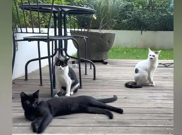 流浪猫被投喂1年,隔三差五送来“礼物”,女子看到后并不想接纳