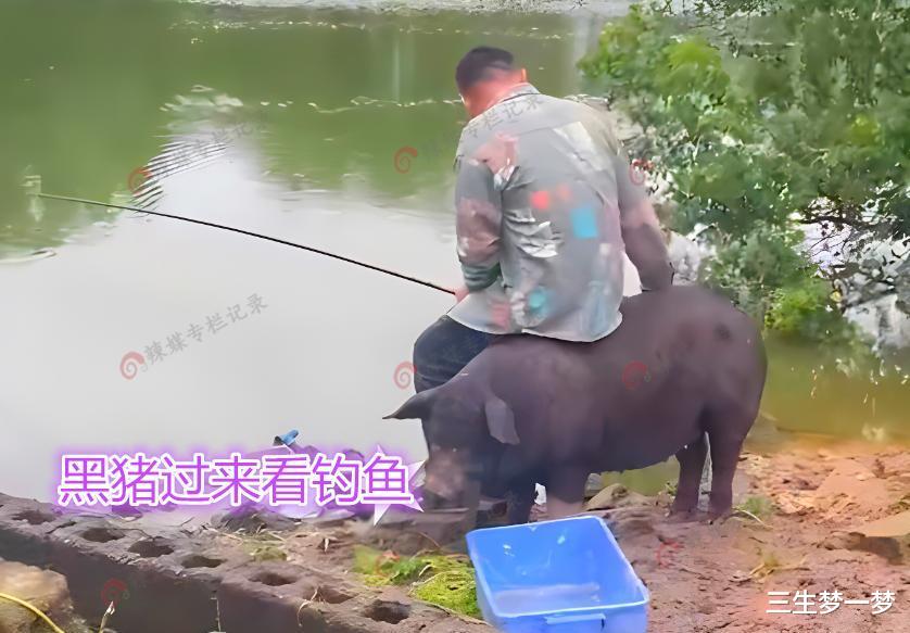 男子钓鱼遇黑猪围观,赶不走淡定坐猪身上,网友:可能是来报恩的