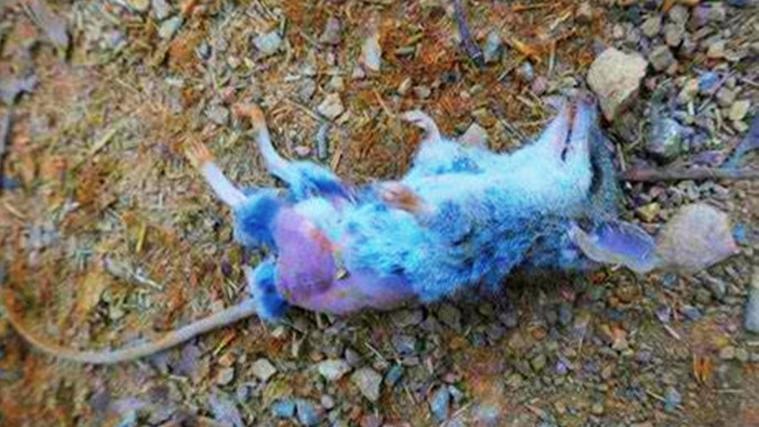 澳大利亚一动物，连续20天疯狂交配，最终累死