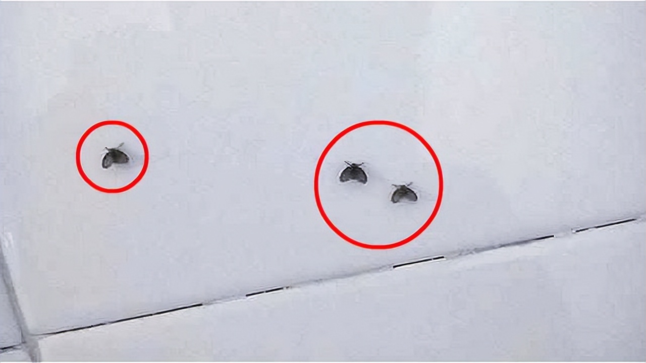 卫生间都是小飞虫惹人烦？我只做了3件事，整个夏天再也不出现了