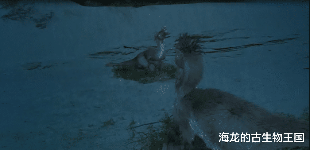 为生存大打出手!伶盗龙vs原角龙成为史上最伟大的恐龙化石!