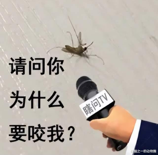 蚊子喜欢吸什么人的血?科学家找到了答案,皮肤气味是关键