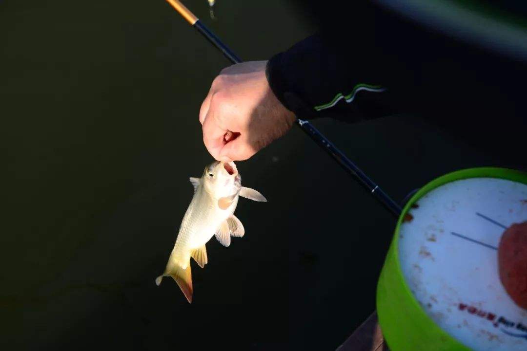 姬昌|鱼漂不是上顶就是下顿，提竿却空空如也，当真是我不适合钓鱼？